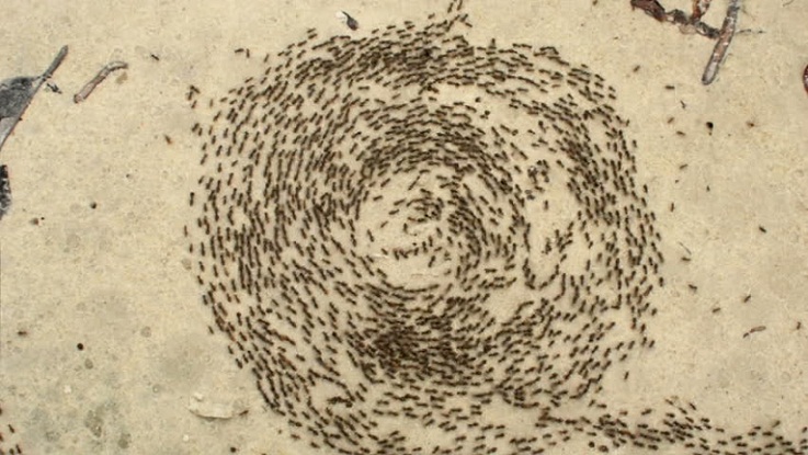 Misteri Ants Circle of Death, Bunuh Diri Massal di Dunia Semut