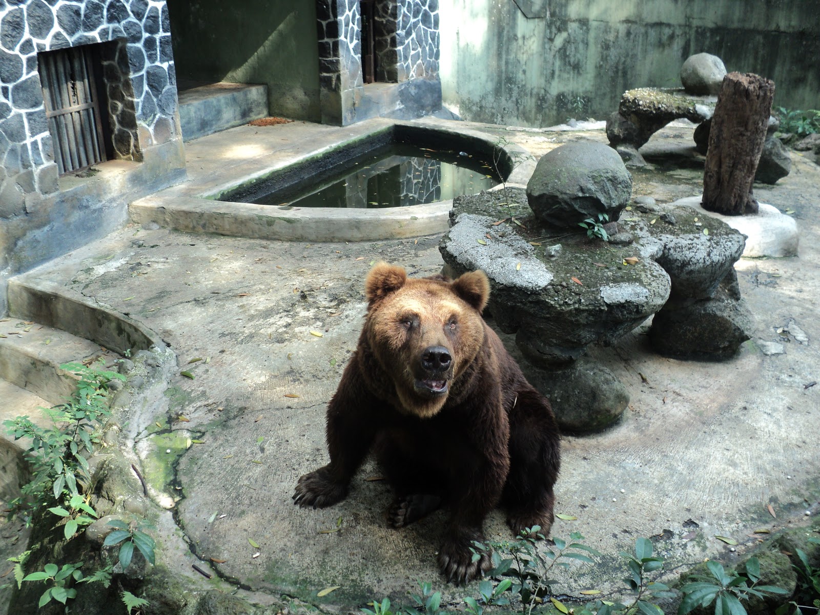 Persebaran Fauna  Tipe  Asiatis  di Bagian Barat Indonesia 