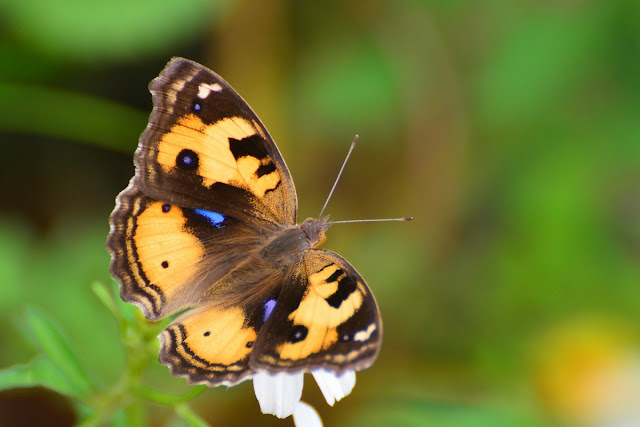 Junonia hierta