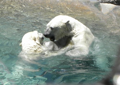 rio grande zoo, albuquerque zoo