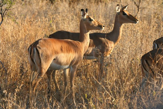  bush looking at trees and birds and impalas and crap like that below 