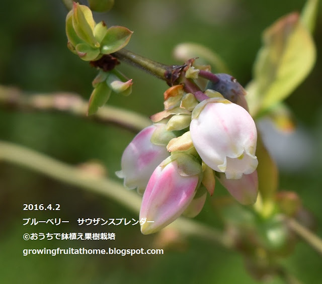 ブルーベリーサウザンスプレンダーの花