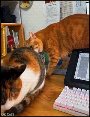 “STOP! I said don't bite my back or I'll slap you!”
