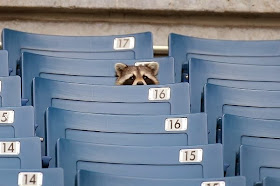Funny animals of the week - 21 February 2014 (40 pics), raccoon sits on stadium bench