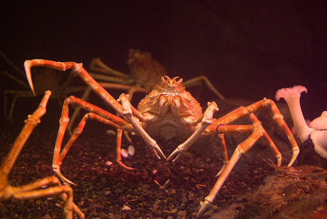 Images And Places Pictures And Info Japanese Spider Crab Size Comparison