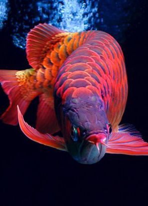 Dragon Fish Arowana Beauty 5