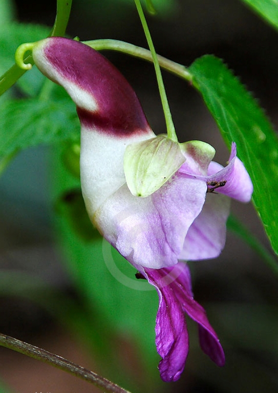 Flor Perico, Flor Loro o Parrot Flower