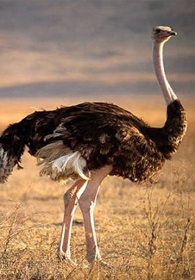 hewan terbesar burung unta