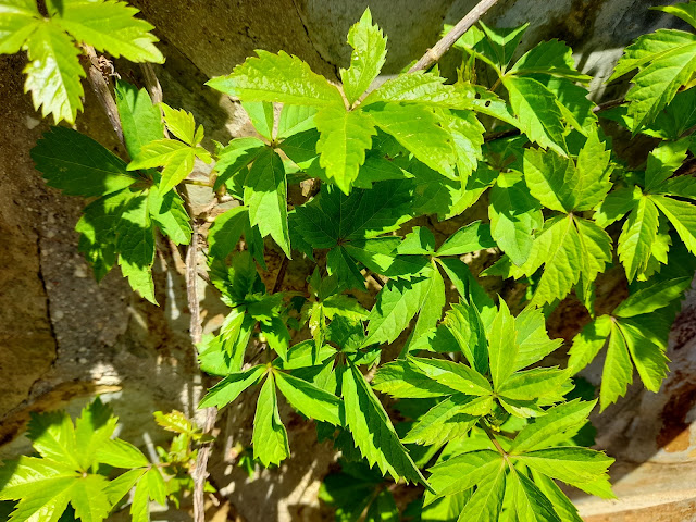 Parra virgen o enredadera de Virginia (Parthenocissus quinquefolia (L.) Planch.). Botones florales.