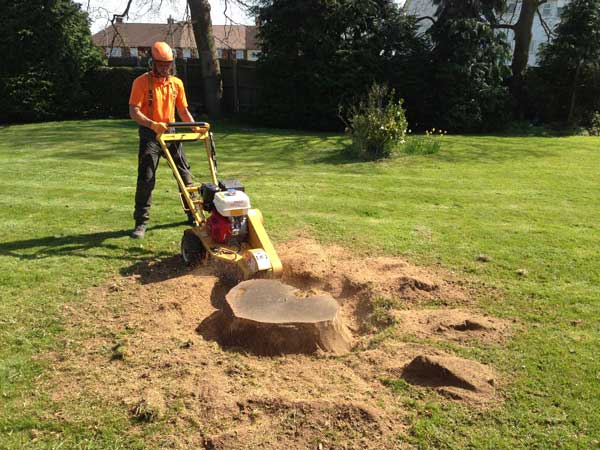 Stump-Grinding-Services-in-Sydney