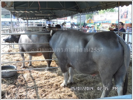 'งานเกษตรภาคอีสาน ขอนแก่น 2557