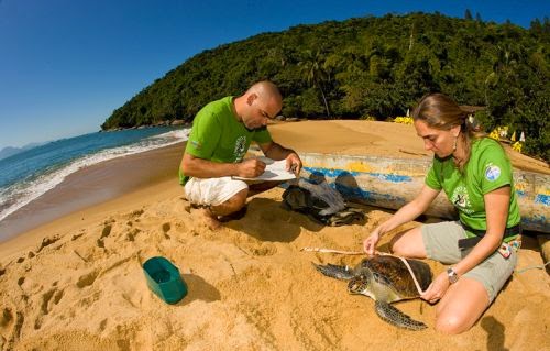 Projeto Tamar - Preservação das tartarugas marinhas