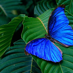 Butterfly Wallpapers, gambar kupu-kupu