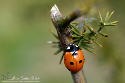 Coccinella Septempunctata - Conchita de siete puntos (fotografia-de-naturaleza.blogspot.com)