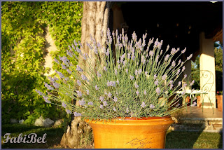 Premier jour d'été en provence