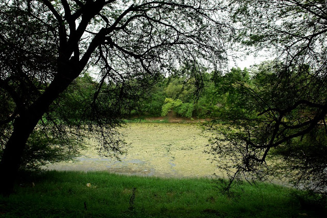 PHOTO JOURNEY through various LAKES we traversed during last three year with our Travelling Camera... : Posted by VJ SHARMA on www.travellingcamera.com : Today we are going to share few photographs of Lakes captured by Travelling Camera during last three years... Just have a look and click on the photograph to check more photographs of same lake...This is Parashar Lake in Mandi Region of Himachal Pradesh... Its beautiful Lake on Hill Top and its around 45 kms from Mandi Town... and whole stretch is hilly.... Check more photographs of PARASHAR LAKE @ Very Old Photographs of Parashar Lake shot by one of my friend @ Mandi, Himachal Pradesh, INDIAA Very old visit to Sukhna Lake in Chandigarh...Cloud Store on top a frozen lake @ Shrikhand Mahadev... (Himachal Pradesh, INDIA)Check out more photographs @ http://phototravelings.blogspot.com/2010/05/good-morning-clouds-shrikhand-mahadev.html ... Jal Mahal @ Jaipur.... For more Photographs of Jalmahal, Check out http://phototravelings.blogspot.com/2009/07/main-places-to-visit-in-jaipur.html ...OLD FORT LAKE @ Delhi... don't worry, now its cleaned and people go there for boating...Check out more photographs of OLD FORT LAKE @ http://phototravelings.blogspot.com/2008/08/purana-qila-delhi.htmlNaini Lake @ Nainitaal, Uttrakhand, INDIACheck out more photographs on Naini Lake @ http://phototravelings.blogspot.com/2010/02/naini-lake-naiatitaal-uttrakhand-india.htmlThis is Govind Sagar Lake in Una region of Himachal Pradesh... It gives water to Bhakhara Project...For more photographs of Govind Sagar Lake, Check out http://phototravelings.blogspot.com/2008/10/govind-sagar-lake-una-himachal-pradesh.htmlHere is a Photographs of Pushkar Lake during Sunset time... People are still here to take holy dip in the Lake... For more photographs of Pushkar Lake, check out http://phototravelings.blogspot.com/2008/12/glimpses-of-pushkar-ghats-during-camel.htmlShradh Pooja @ Pushkar Lake, Rajasthan , INDIA... http://phototravelings.blogspot.com/2008/12/glimpses-of-pushkar-ghats-during-camel.htmlA Sunset view of Ranjit Sagar lake from Dalhousie, Himachal Pradesh, INDIACheck out more photographs of Ranjit Sagar Lake @ http://phototravelings.blogspot.com/2010/06/sunset-dalhousie-himachal-pradesh.htmlThis is some lake in United States which was shared by one of my friend...Lake in Udaipur, Rajasthan, INDIA... Check out more photographs by clicking this link....A View of Udaipur lake in Rajasthan, INDIA....Khajjiar Lake in Chamba Region of Himachal Pradesh, INDIA.. Its a beautiful place and now there is very less water in the middle of it... Check out more photographs of Khajjiar @ http://phototravelings.blogspot.com/2010/04/mesmerising-khajjiar.htmlHere is a view of Beautiful Dal Lake @ Srinagar, Jammu and Kashmir... Check out more photographs @ http://phototravelings.blogspot.com/2010/08/photo-journey-to-dal-lake-in-srinagar.htmlMonsoon Lake in Noida :-) , Check out These PHotographs...Mani Mahesh Lake @ Chamba, Himachal Pradesh, INDIAArtificial Lake for Chamera Project @ Chamba : http://phototravelings.blogspot.com/2010/07/chamera-hydroelectric-project-near.htmlKhajjiar Lake Again.... @ http://phototravelings.blogspot.com/2010/04/mesmerising-khajjiar.htmlRewalsar Lake @ Mandi Region of Himachal Pradesh, INDIA... Check out More Photographs @ http://phototravelings.blogspot.com/2009/12/rewalsar-lake-in-mandi-district-of.htmlSaat-Taal @ Uttrakhand, INDIA...Check out More Photographs of Saat Taal Lake @ http://phototravelings.blogspot.com/2010/01/very-old-visit-to-saattaal-uttrakhand.htmlAgain a View of Naiani Lake @ Nainitaal, Uttrakhand... This was my second trip to Nainitaal with Office friends and we enjoyed a lot...Bheemtaal on the way to Saataal, Uttrakhand, INDIA.. Lake inside Sultanpur Bird Sanctuary in Haryana... Check out more photographs @ http://phototravelings.blogspot.com/2010/03/mobile-clicks-of-sultanpur-bird.htmlHere is Panchmarhi Lake in Madhya Pradesh @ http://phototravelings.blogspot.com/2010/03/panchmarhi-lake-madhya-pradesh-india.html ... Here is Siliserh Lake in Rajasthan which come on the way from delhi to Sariska... Check out more photographs of Siliserh Lake @ http://phototravelings.blogspot.com/2010/01/siliserh-lake-on-way-to-sariska-tiger.html