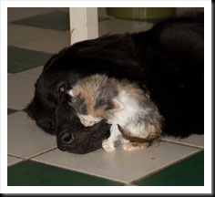 daisy-with-kitten