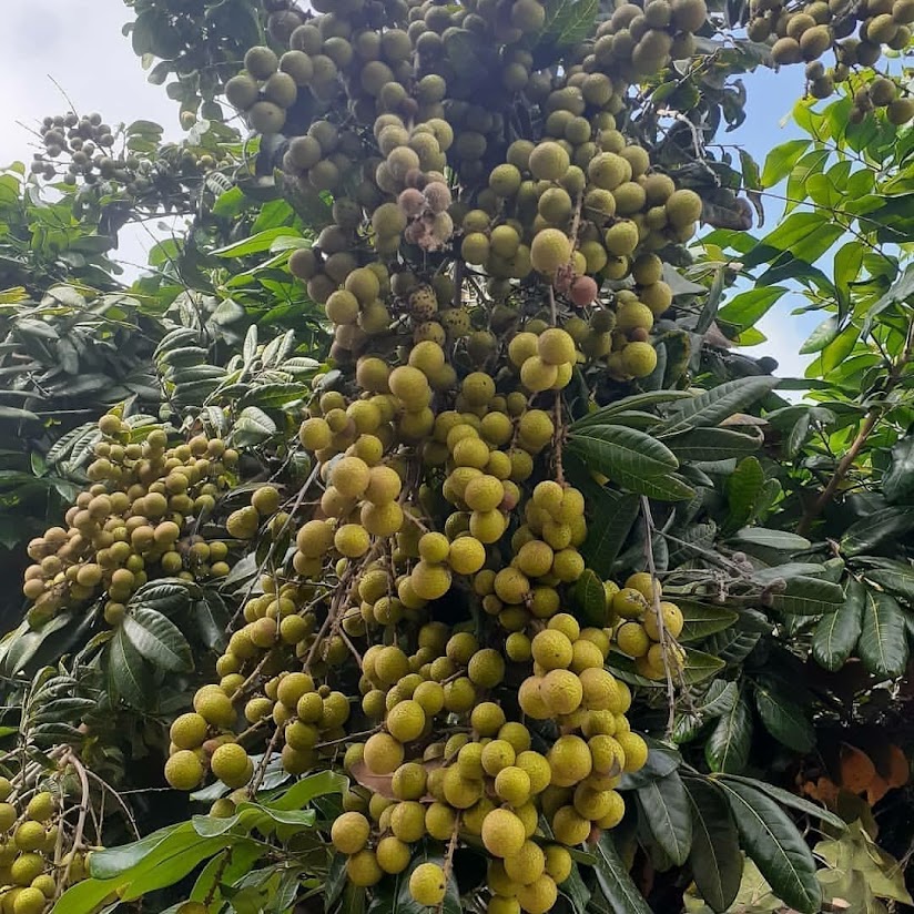 jual bibit pohon klengkeng aroma durian unggulan surabaya Subulussalam