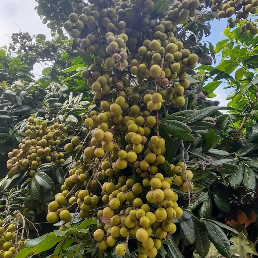 bibit buah buahan klengkeng aroma durian yang bagus balikpapan Denpasar