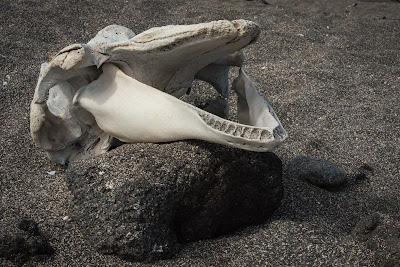 Cetacean Skull, Urbina Bay