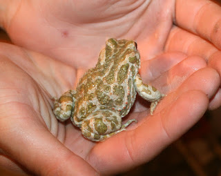 The frog / toad who paid us a visit last night