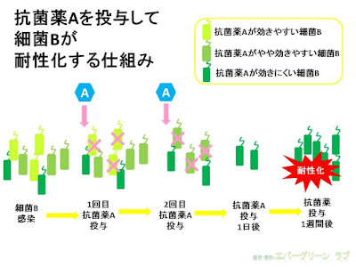 抗菌薬が細菌を耐性化する仕組みのイラスト　耐性菌を作らないようにするために抗菌薬の使用はよく考えて。ピロリ菌除菌　抗生物質の正しい使い方　イラスト　