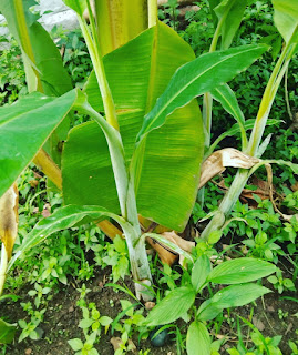 केला की खेती कैसे करें ।kheti kisani me kela ki kheti kayse kare।how to grow banana in 2021