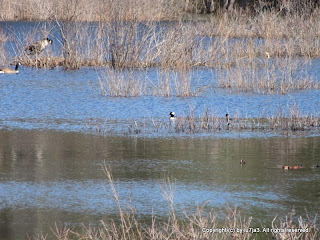 Hooded Merganser