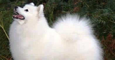 About Dog Japanese Spitz Training Your Japanese Spitz To Listen To You