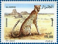 Acinonyx Jubatus Hecki