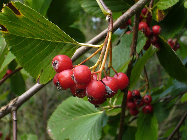 Ария тянущаяся / Рябина тянущаяся (Aria porrigentiformis, =Sorbus porrigentiformis)