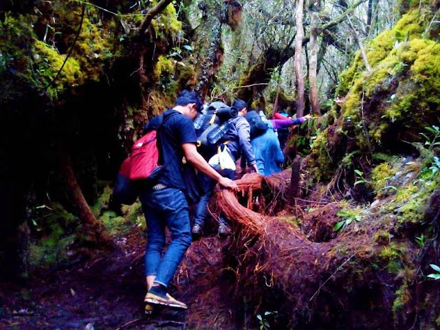 Hutan Lumut Gunung Sibuatan