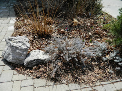 Leslieville Toronto Spring Front Yard Cleanup Before by Paul Jung Gardening Services--a Toronto Gardening Company