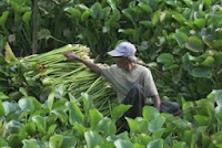 Cara Membuat Kerajinan  Tangan  Dari  Enceng Gondok  Cara 