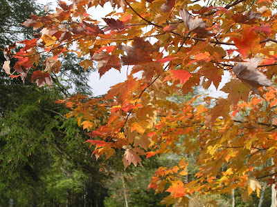 Blackwater Falls State Park
