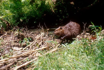 Scientists swabbed the fossil of a giant beaver that had been on the shelf in a museum and struck collagen. Naturally, they ignored the big implications and wondered how it furthers evolutionary studies. *Facepalm*