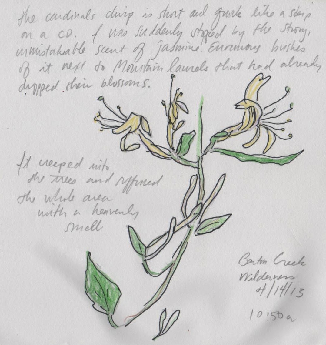 sketch of jasmine flowers by David Borden