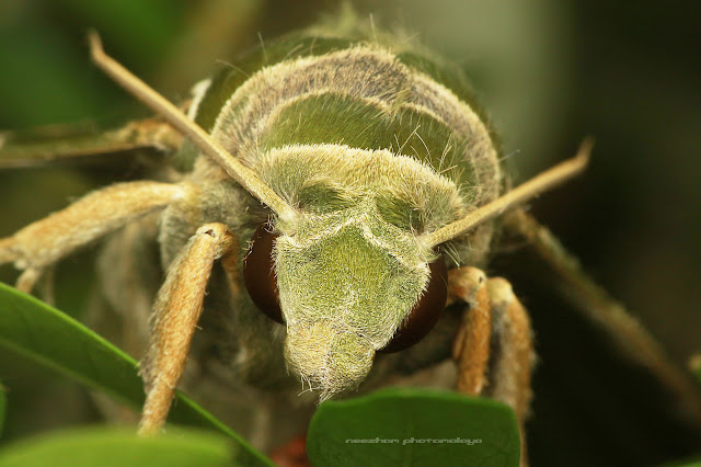 green white moth