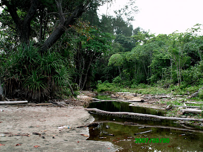 di sebalik sana ada hutan yang lebih luas untuk diterokai