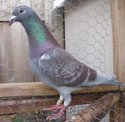 Homing Pigeon Bird Picture