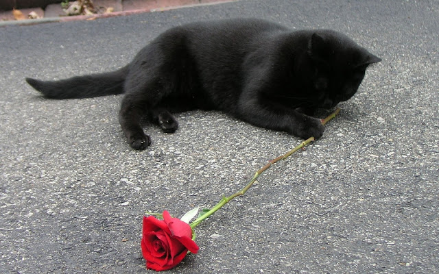 Red Rose Wid Cat Flower Wallpaper