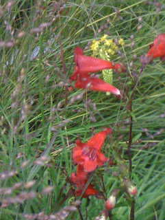 Penstemon 'Firebird' with ornamental grass, Panicum virgatum