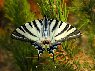 Iphiclides podalirius - Flambé - Papillon sinon