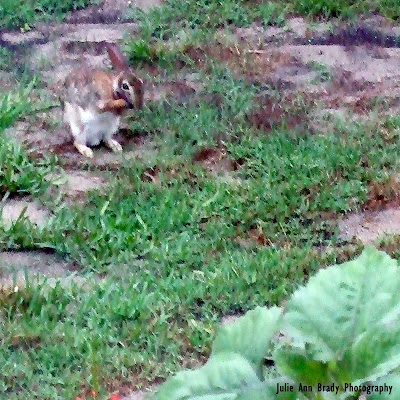 Brown Bunny checking out Sunflowers May 19, 2018