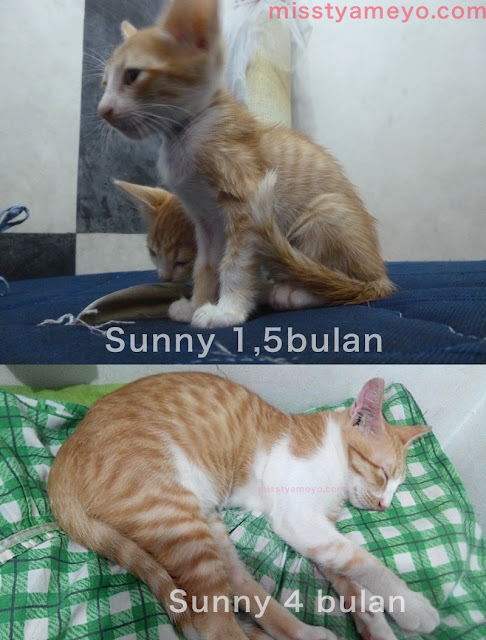 5 Anak Kucing yang Terbuang, Kehujanan dan Kedinginan yang Kami Coba Selamatkan.