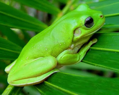 Green Animal - Tree Frog Pics