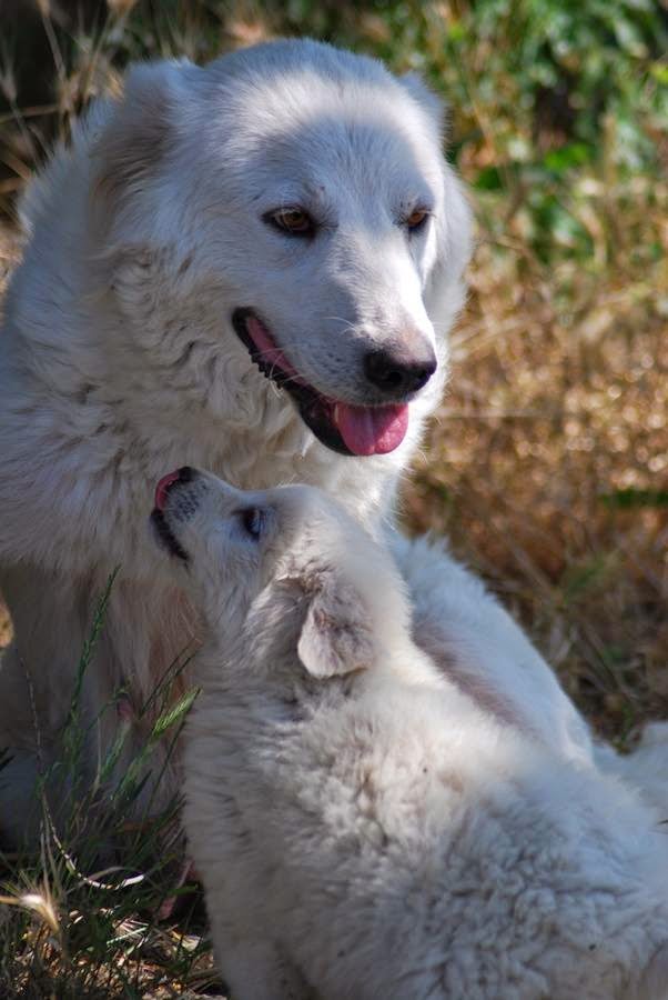 foto di cani border collie - Foto Border Collie cani di razza immagine 1 Cani com