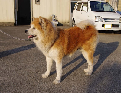 Japanese Akita Inu breed Images