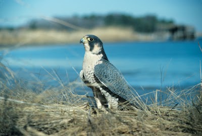 Peregrine Falcons Begin Nesting Season in Ohio