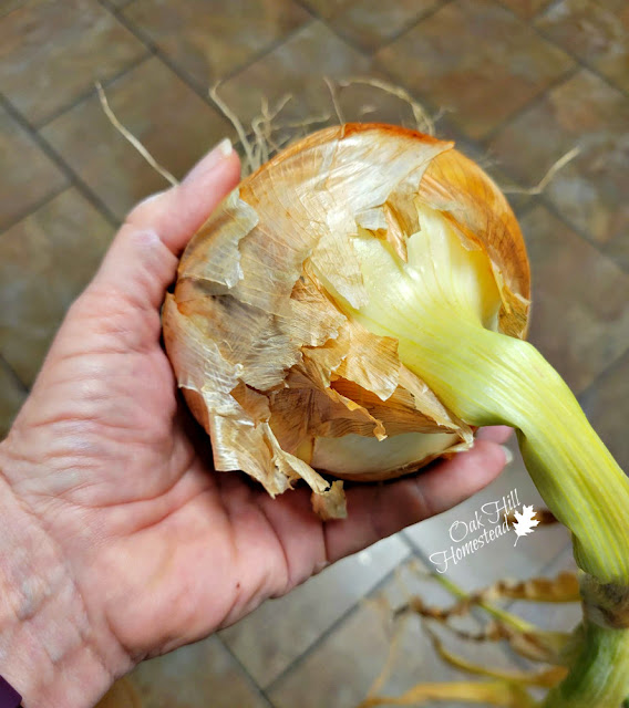 A woman's hand holding a large onion with the greens still attached.